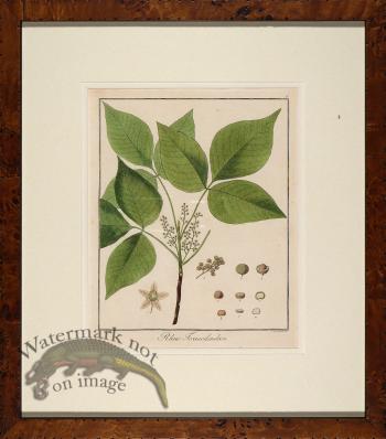 Hayne's Botanical in Burl 19